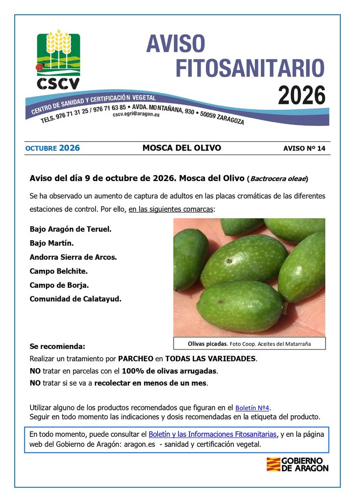 Aviso tratamiento mosca del olivo 