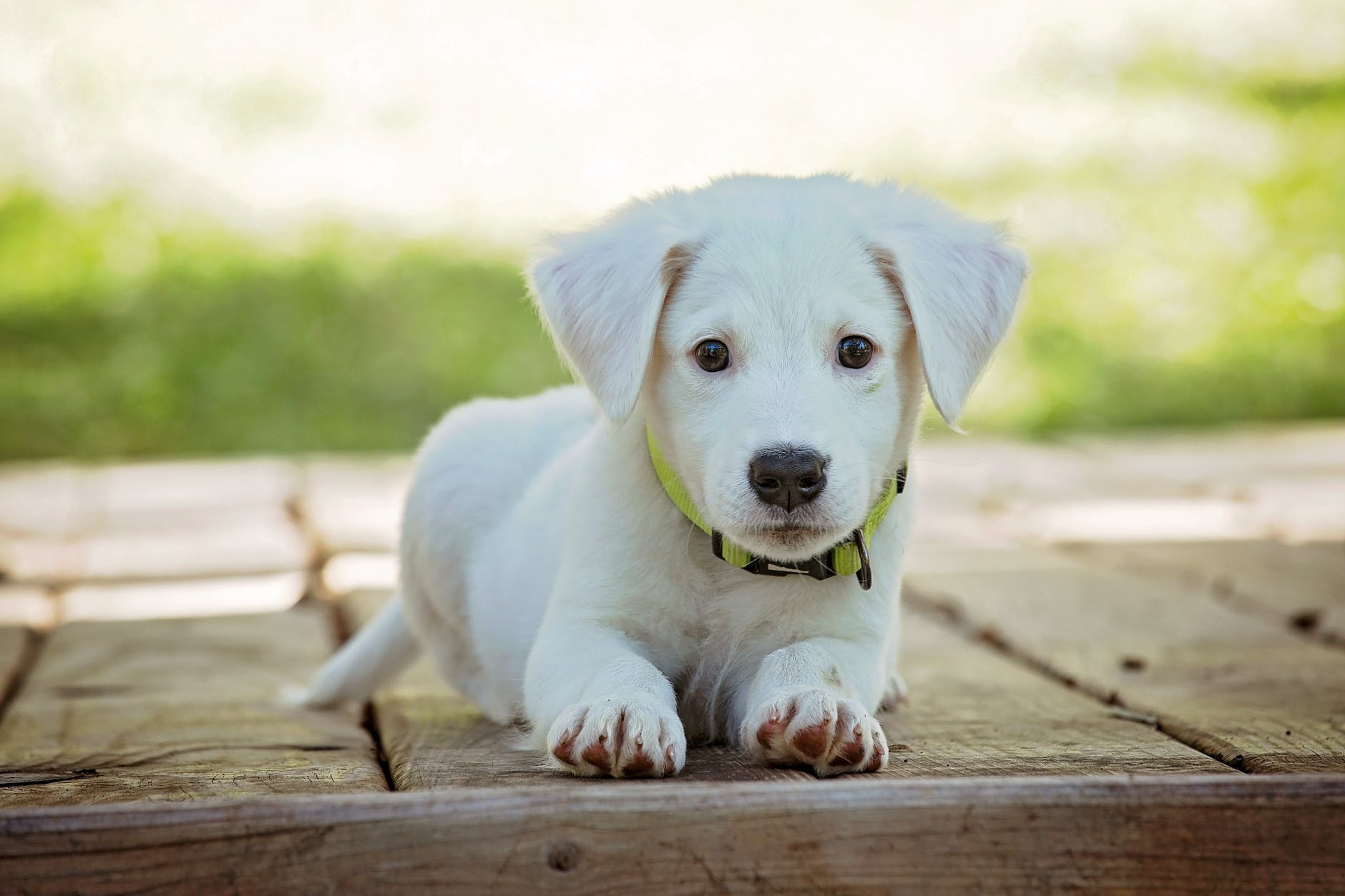 portrait of a dog