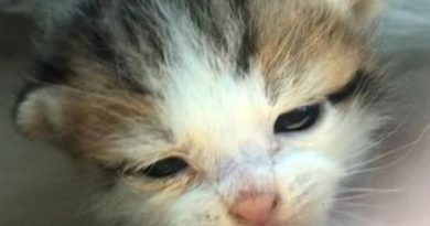 What to do if you find an orphaned kitten