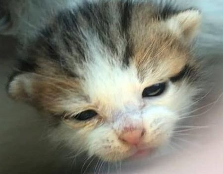 What to do if you find an orphaned kitten