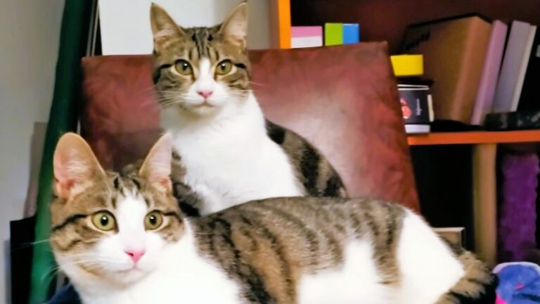 </noscript>Adoptar dos gatos juntos es mejor que uno“&gt;															</a>				<div class=