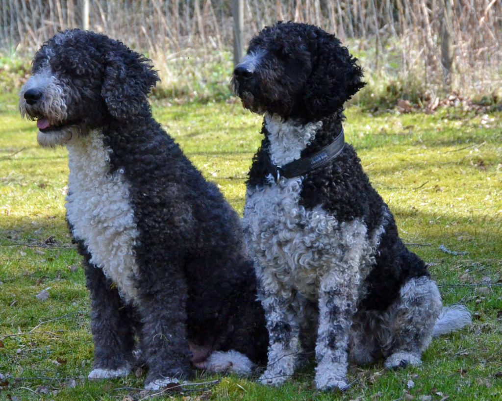 Liza och Uffe - Lizzies mamma och pappa