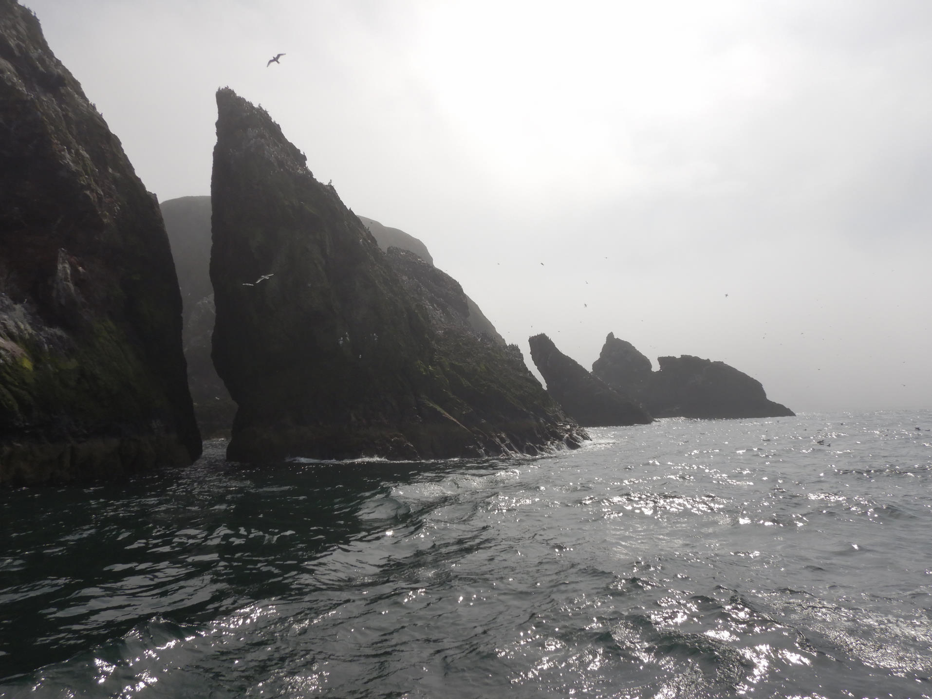 St Abbs Head in the mist