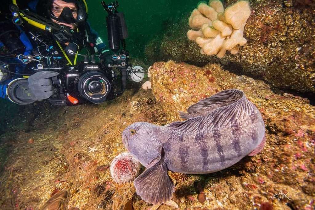 Wolf fish with diver