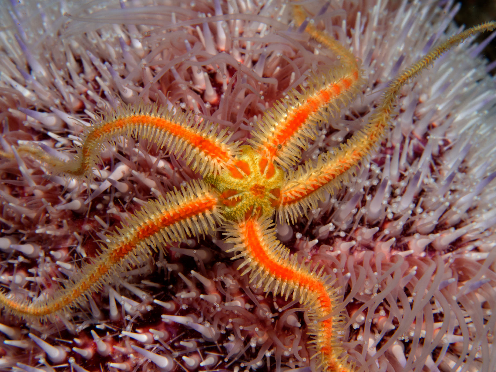 Orange brittle star on sea urchin