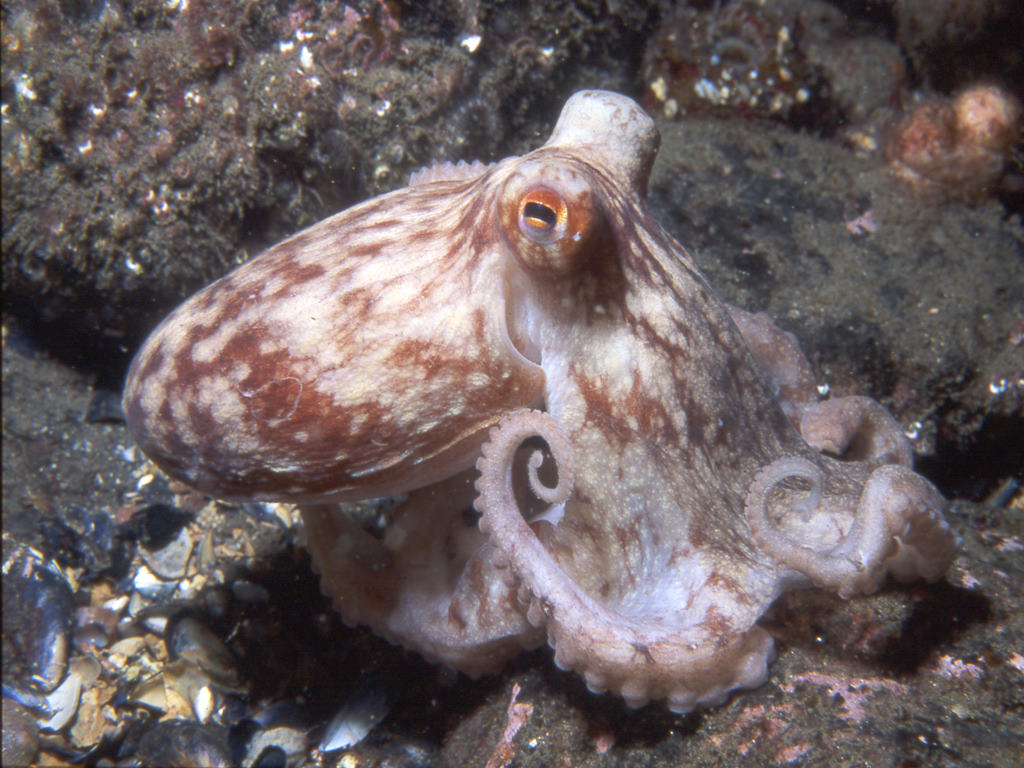 Octopus sitting on rock