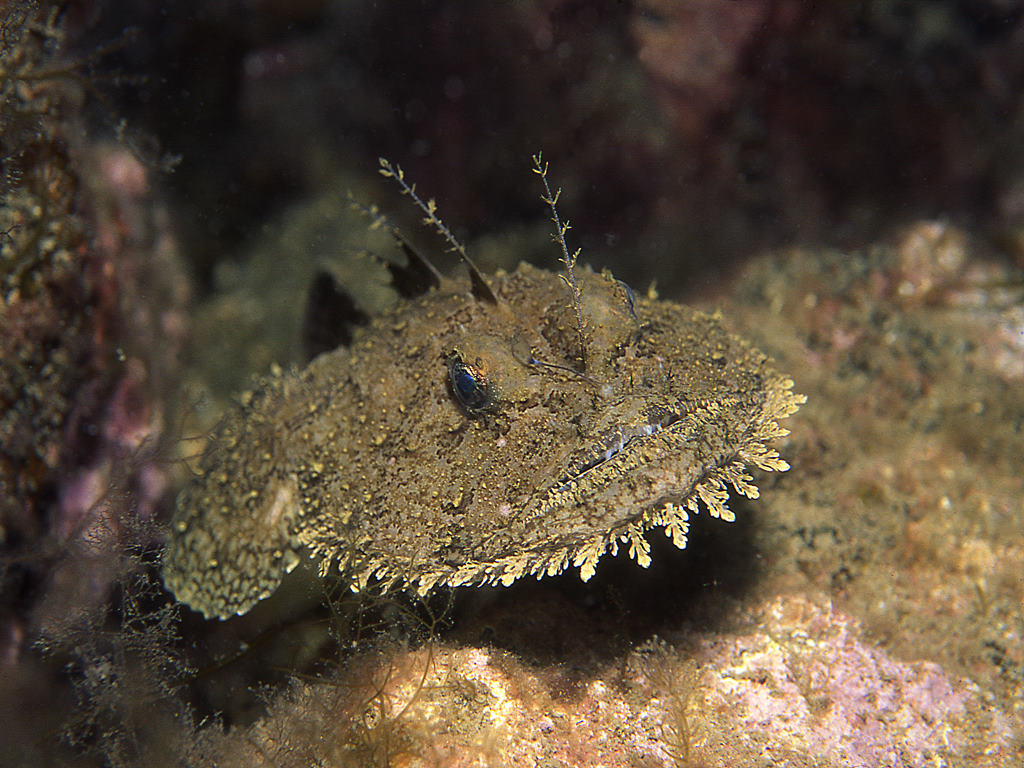 Angler fish on rock