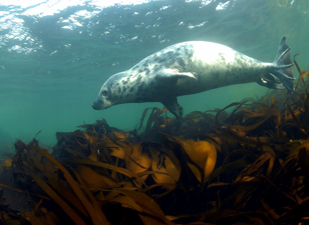 Grey seal in clear water