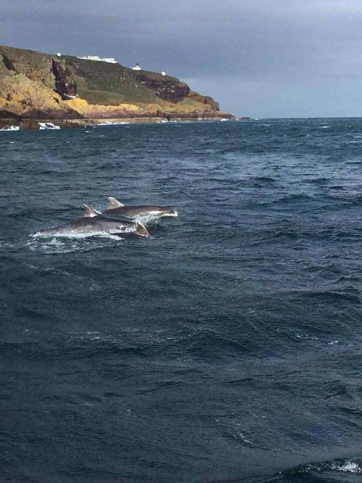 Dolphins swimming in the sea