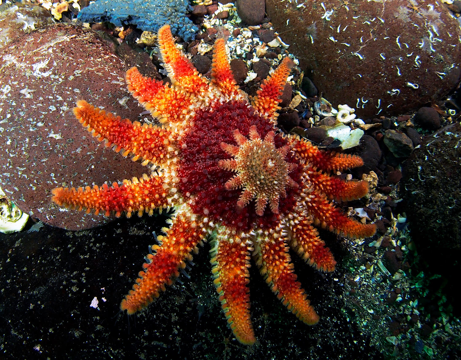 Sun Starfish very colourful