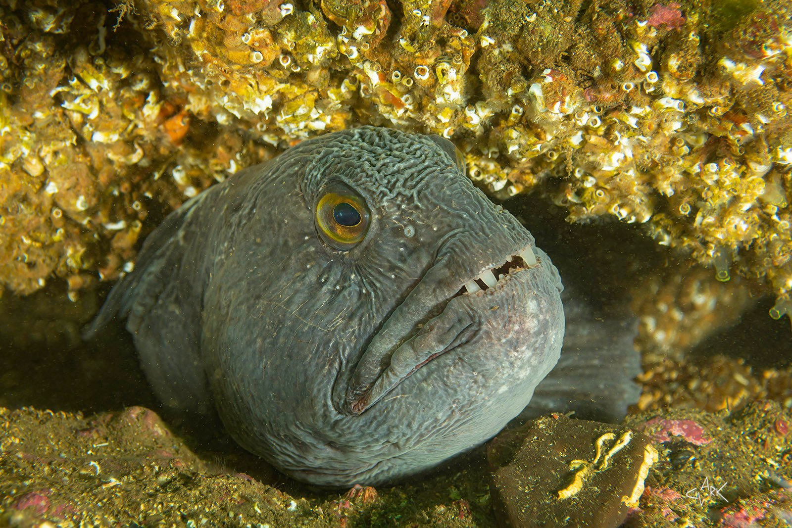 Wolf fish in a crack