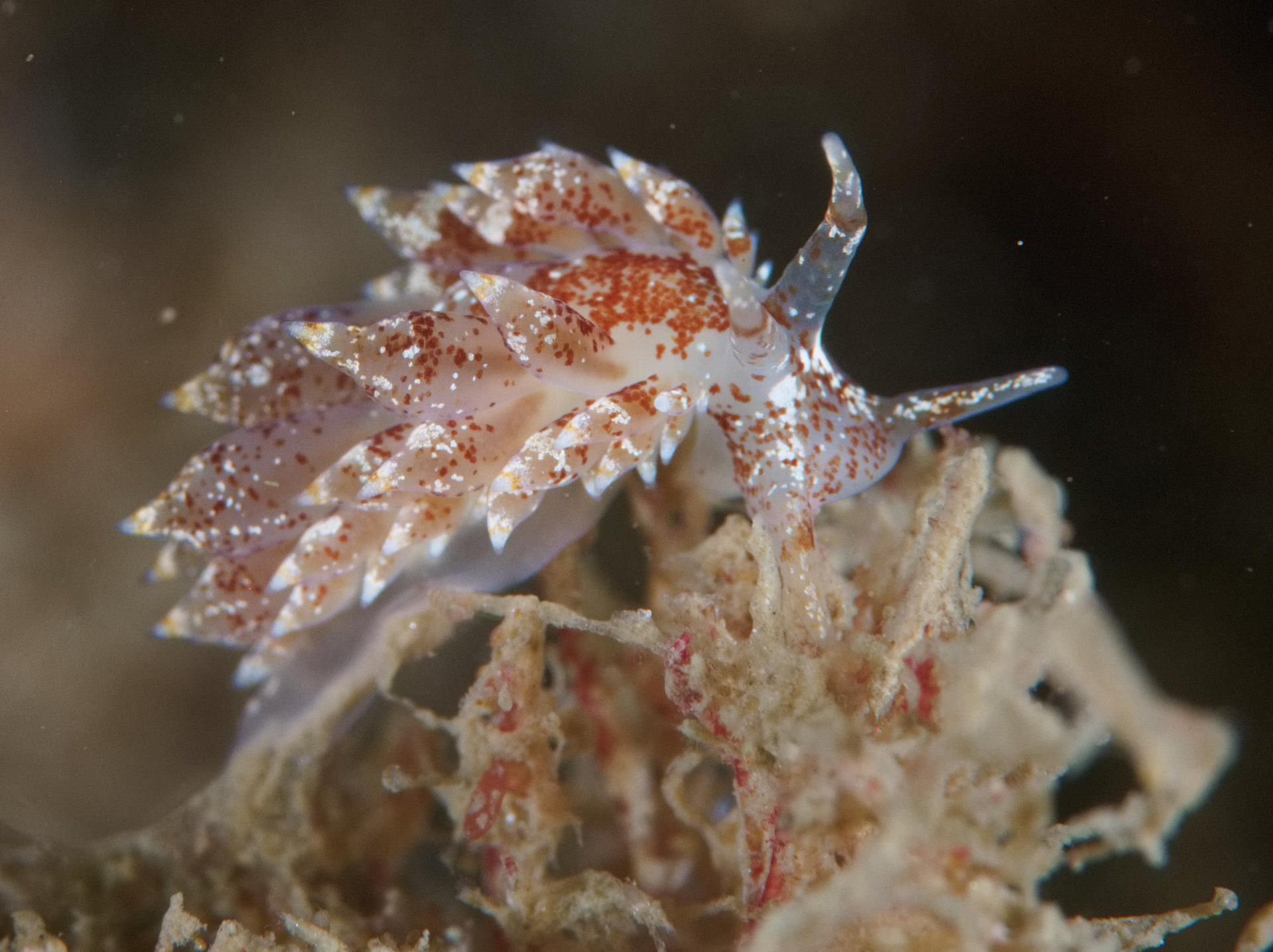 A sea slug called Amphorina farrani