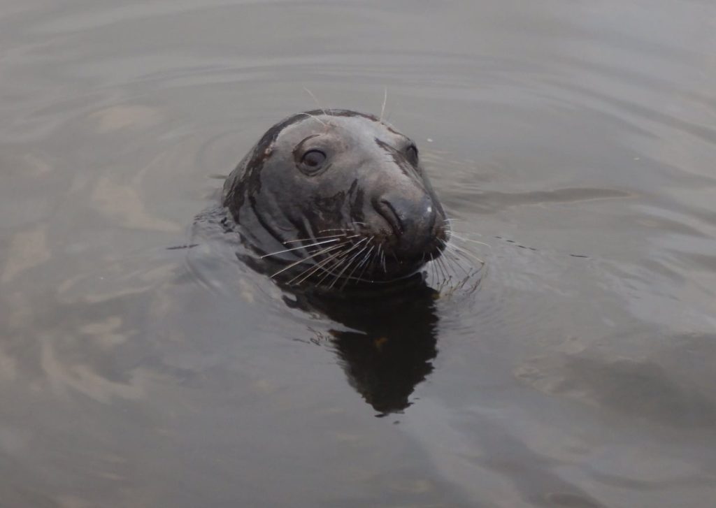 Seal in Eyemouth harbour