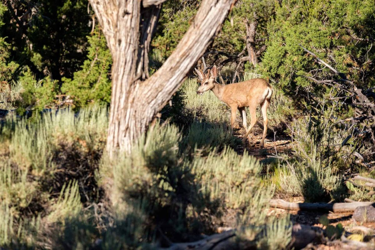 Deer in forest, Grand Canyon National Park, Arizona, USA