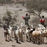 Herds in Somaliland: In the north towards the Somaliland coast, thousands of goats, sheep, cows and even drought-hardy camels are buried in mass graves. Photograph: James Jeffrey