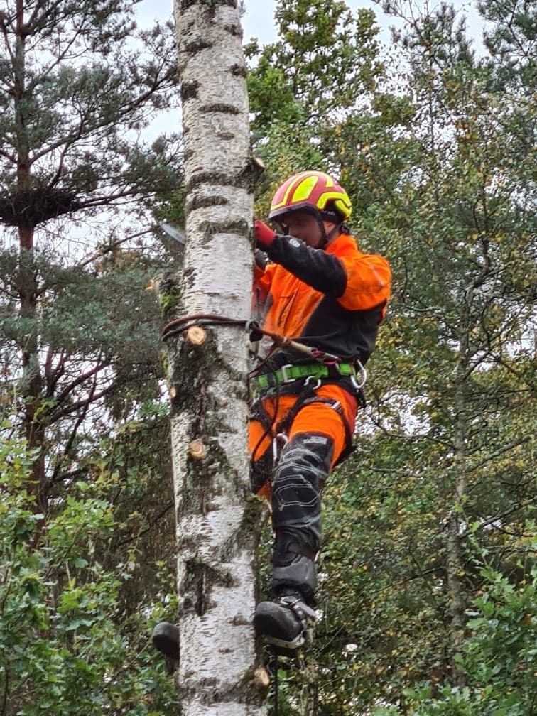 arborist trädfällning