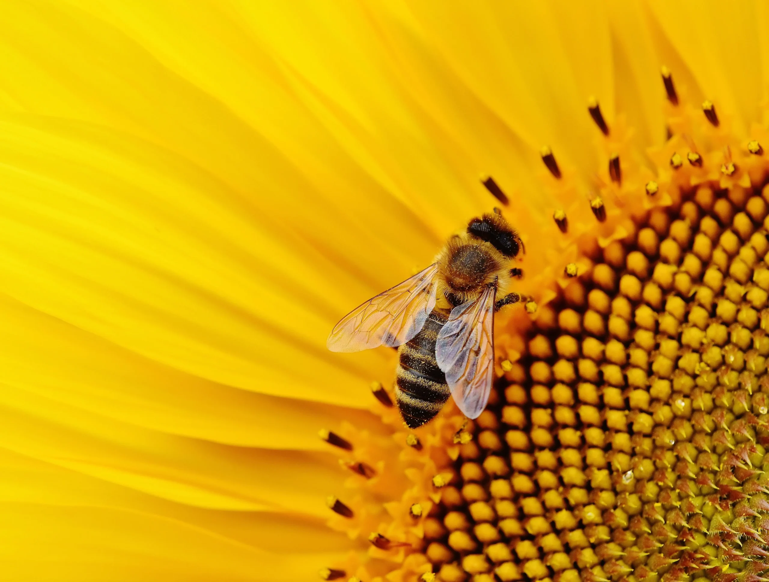 Heute ist Weltbienentag!