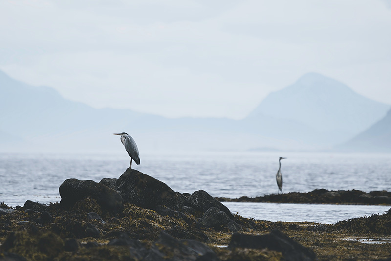 Twee reigers staan op rotsen aan het water van een meer. Het is bewolkt en we zien bergen in de verte.