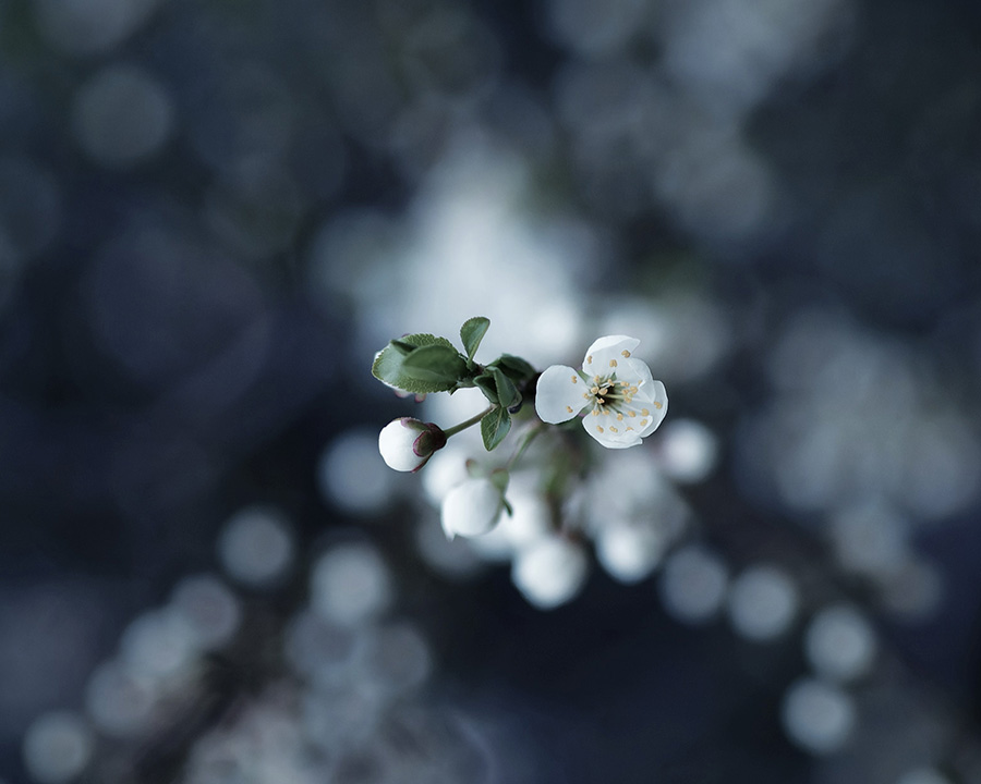 Close-up van witte bloesem met de rest van de plant wazig op de achtergrond