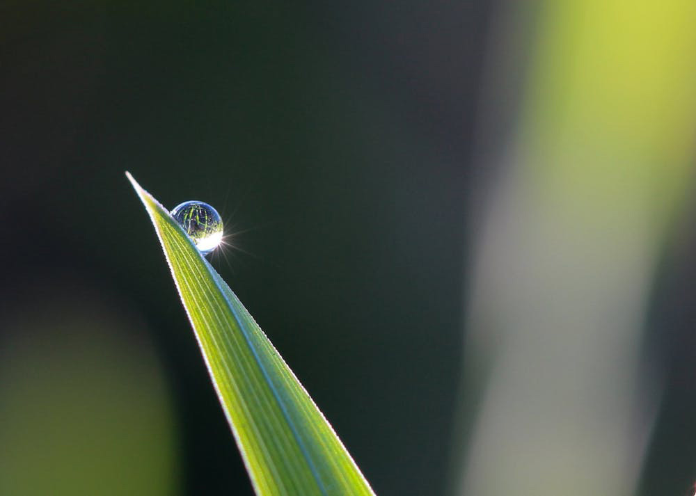 Een regendruppel ligt op het puntje van lang blad en schittert in het zonlicht