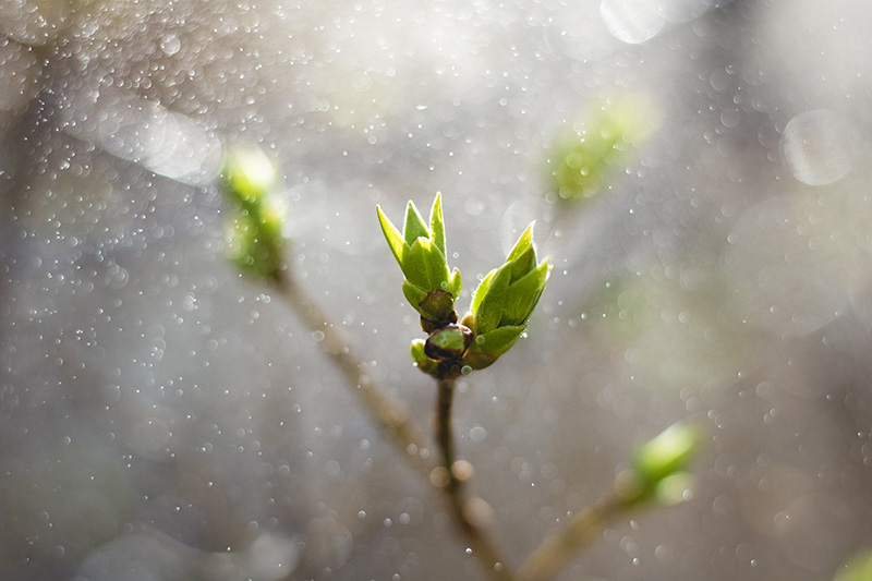 Plant achter een raam tijdens de regen