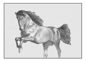 Horse sketch from pixabay