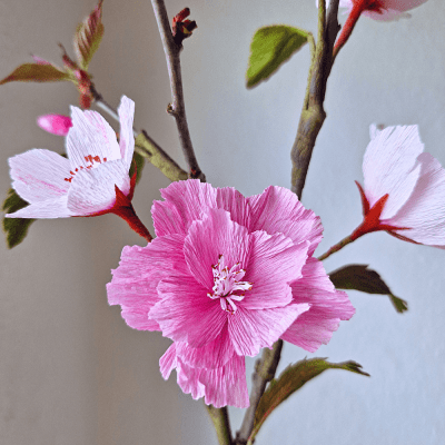 Crepepapirblomster i kirsebærblomster skabelon.