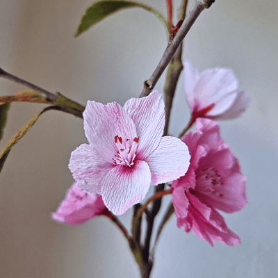 Crepepapirblomster kirsebærblomstergren skabelon.
