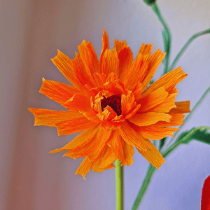 Morgenfrue i crepepapir grøftekantsblomster kursus.