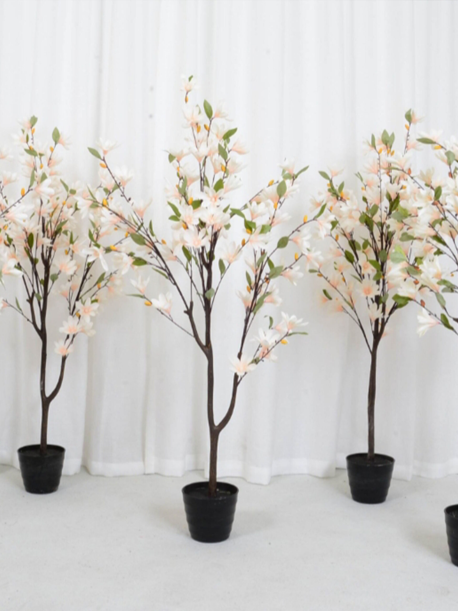 1.3 magnolia bonsai