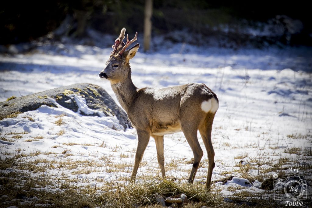 Rådjursbock