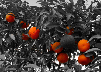 2 Citrus in black white background.