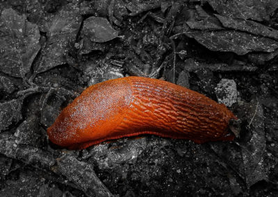 Brown forest snail in gray terrain