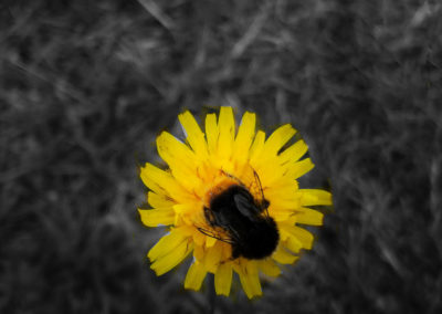 Bumble bee sits on dandelion