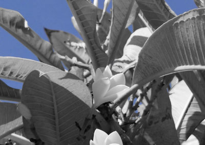White flower in blue background(Fruit).