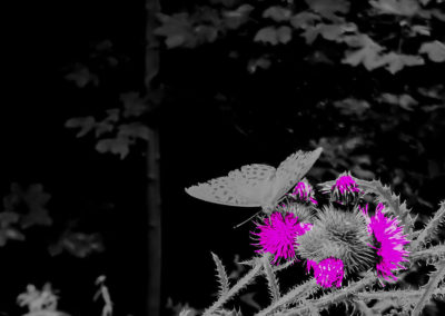 Magenta butterfly on orange thistle.