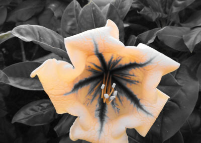 Peach colored flower in black white background.