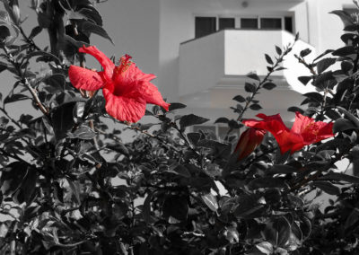Red flower with black white background.