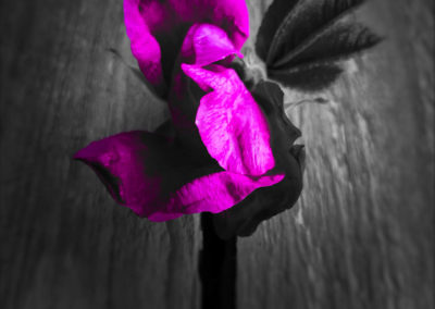 Wild rose on tree