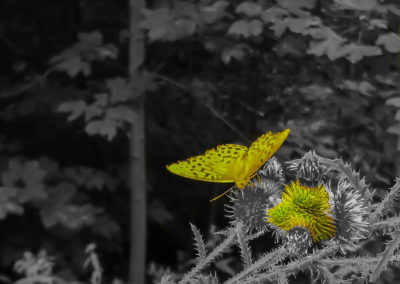 Yellow butterfly on yellow thistle.