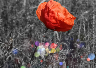 2 Red poppies on a gray background and color dots.