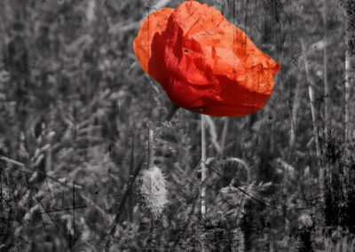 1 Red poppies on a gray background.