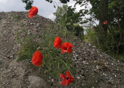 Red poppies on stone piles.