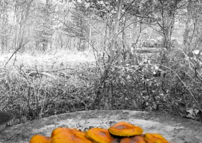 Unknown mushrooms on tree stumps in white.