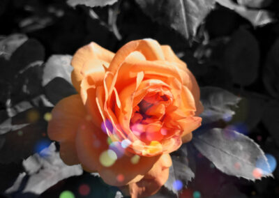 orange rose in colored dot land