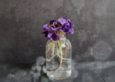 1 Fragrant March Violet in lineup on March 22, 2022
