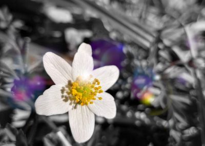 1 varieties of Single Anemone enjoy the sun in the Dutch Forest on March 26, 2022
