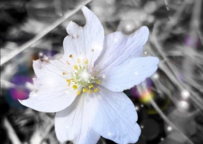 2 Another Lone Anemone(slightly frayed at the edges) on March 26,2022