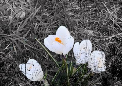 2 White Crocus on the roadside on 11 March 2022