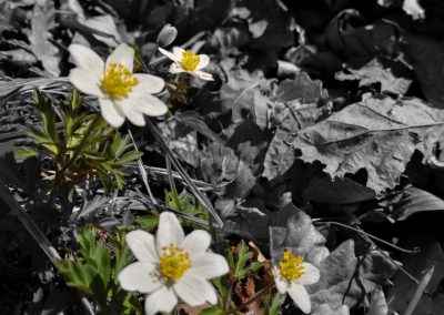 4 Anemones in the Dutch Forest on March 26, 2022